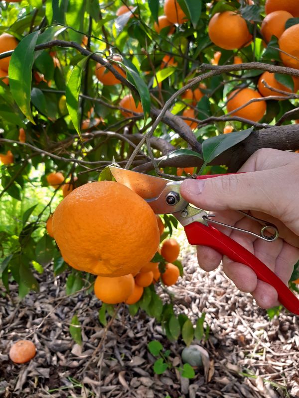 Fruit Tree Pruning