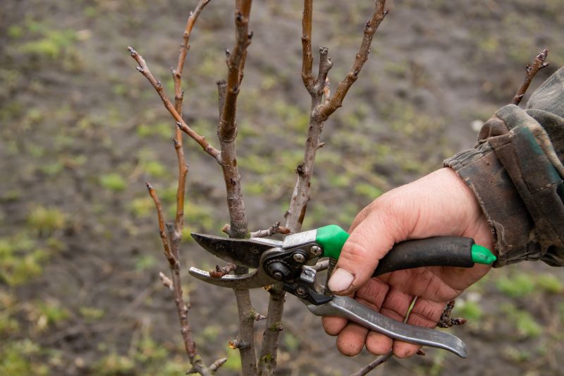 Pruning Tools