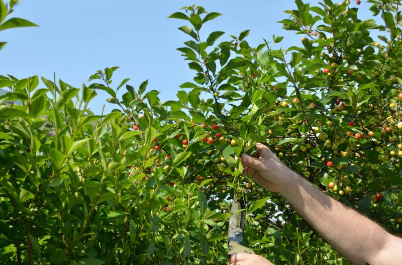 Specialized Fruit Tree Pruners