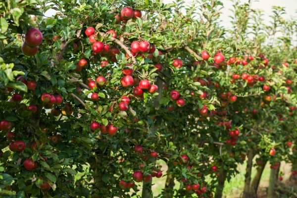 Fruit Tree Maintenance - Fruit Tree Maintenance Daytona Beach, Florida