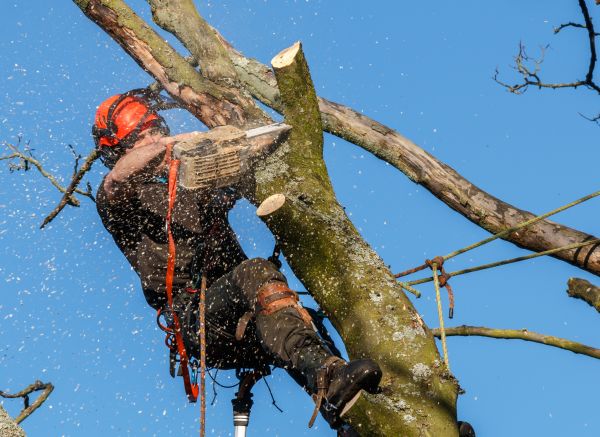 Grow your Fruit Tree Pruning business